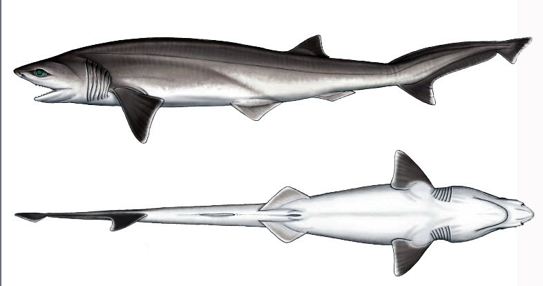 Heptranchias perlo-14.jpg